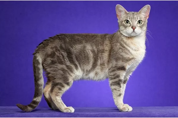 Австралийская дымчатая кошка (австралийский мист)