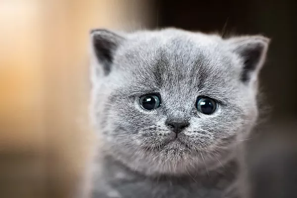 Могут ли кошки плакать?