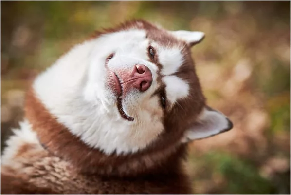 Действительно ли собаки улыбаются и почему