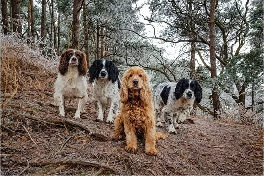 Спаниели: разновидности и особенности
