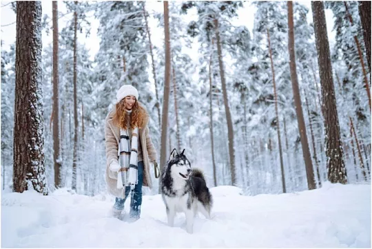 14 пород собак, которые обожают снег