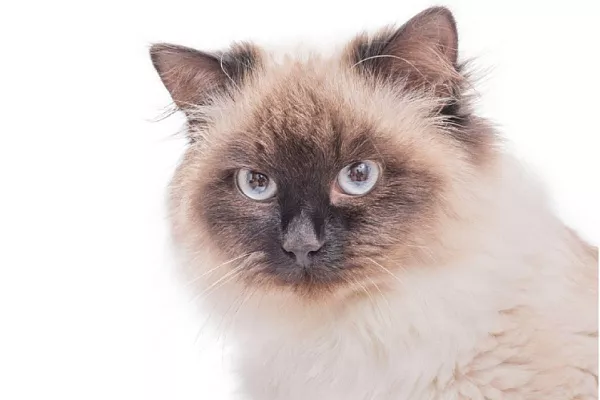 Невская маскарадная кошка