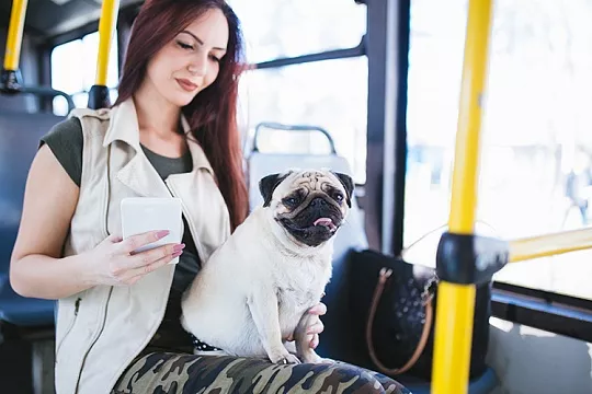 Как обучить собаку поведению в общественном транспорте?