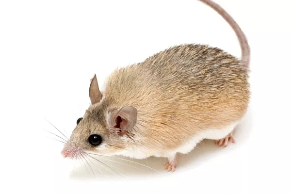 Иглистая мышь