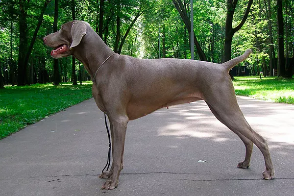 Веймаранер