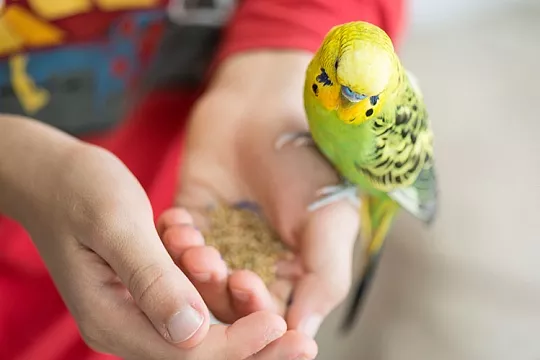 Сколько раз в день и каким кормом кормить волнистого попугая? 