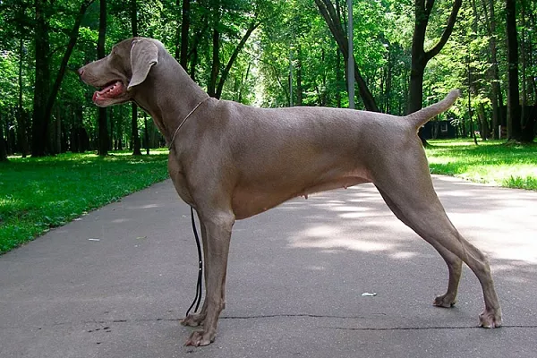 Веймаранер