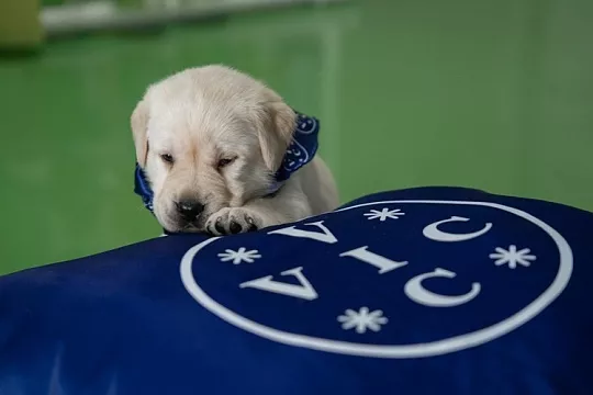 Группа компаний ВИК взяла под опеку щенка и готовит из него проводника