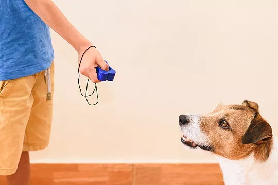 Как подружить собаку с кликером?