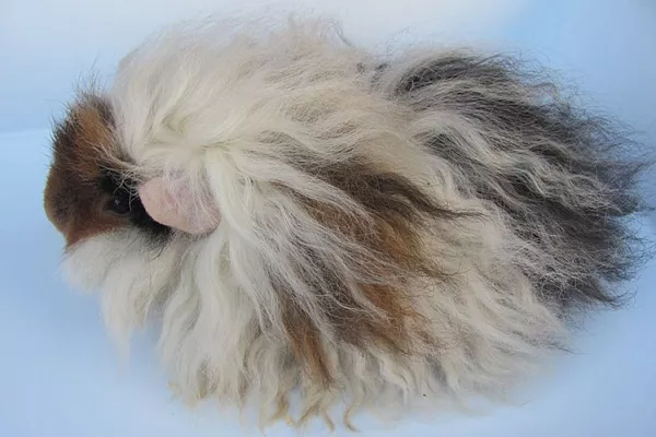 Морская свинка альпака