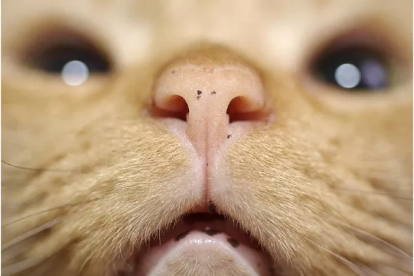 Какие запахи не любят кошки