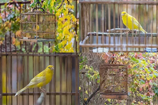 Как выбрать кенара?