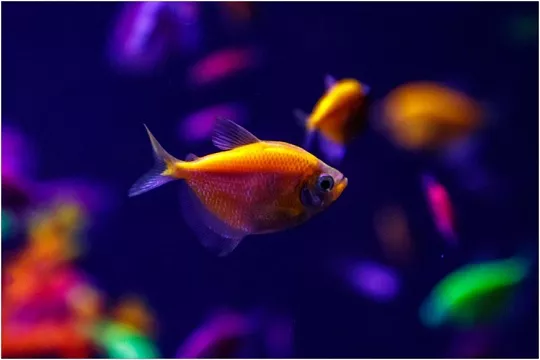 Аквариумная рыбка тернеция