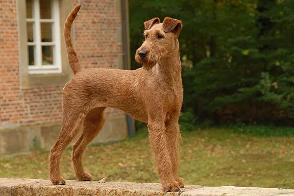 Ирландский терьер