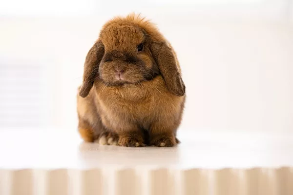 Кролик минилоп