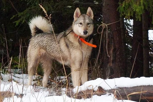 Западно-сибирская лайка