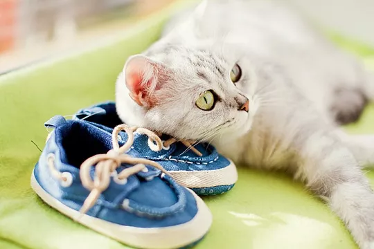 Кошка и ребенок в одном доме