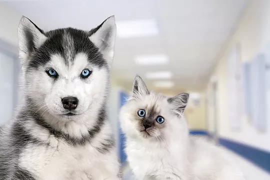 Заболевания печени у собак и кошек