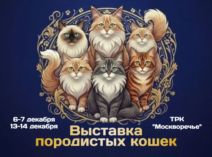 Выставка породистых кошек