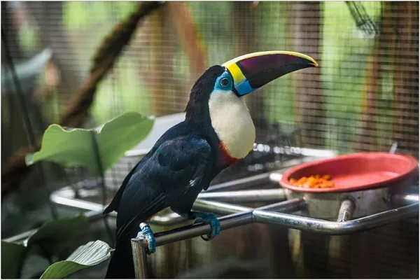 Экзотические птицы для дома: 15 интересных видов