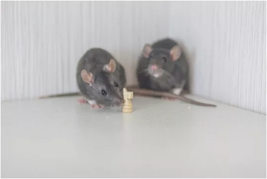 Как определить пол крысы: подробное руководство для начинающих  Как определить пол крысы: подробное руководство для начинающих