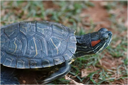 Можно ли красноухую черепаху держать без воды