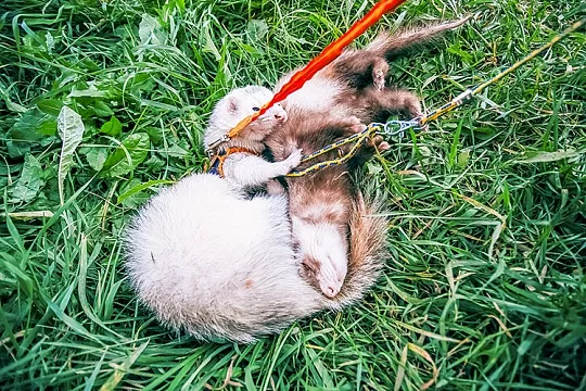 Как правильно гулять с хорьком?