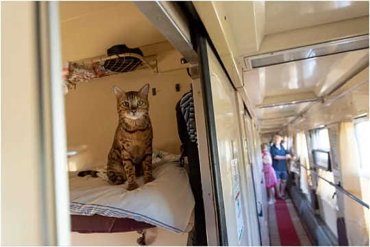 Как трагедия кота Твикса повлияла на изменения в системе перевозок питомцев