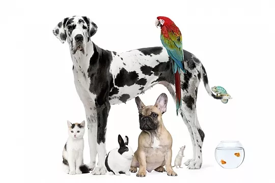 Какого питомца завести, если мало свободного времени?