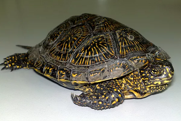 Европейская болотная черепаха