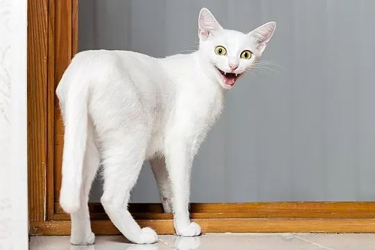 Кот кричит по ночам: что делать?