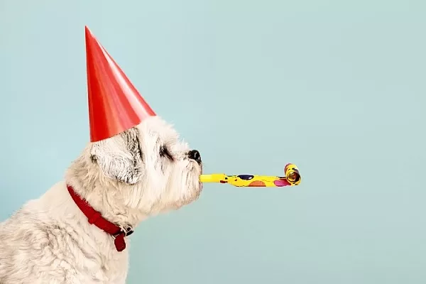 Собак и их владельцев развлекут в центре Москвы на Shelby`s dog party