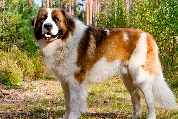 московская сторожевая собака описание породы
