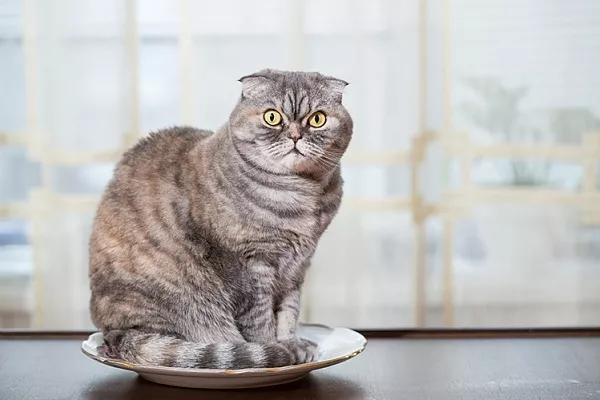 Почему кошка не наедается?