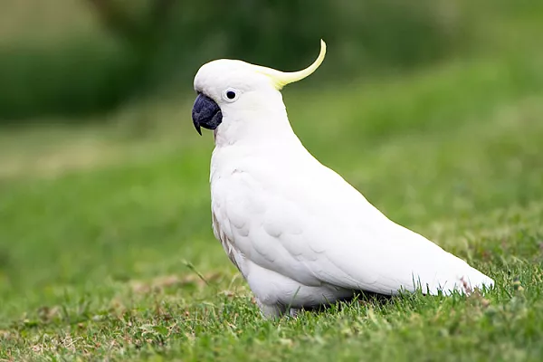 Попугаи какаду