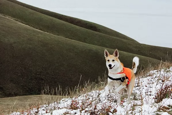 Хайкинг: сколько стоит поход с собакой в горах и как к нему подготовиться