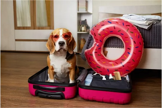 Зачем брать игрушку для собаки в путешествие