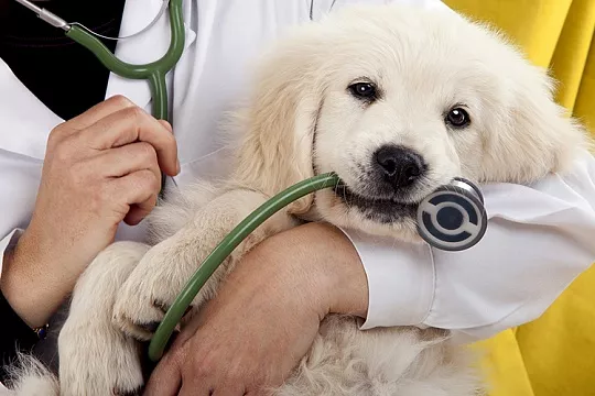 Кастрация щенка