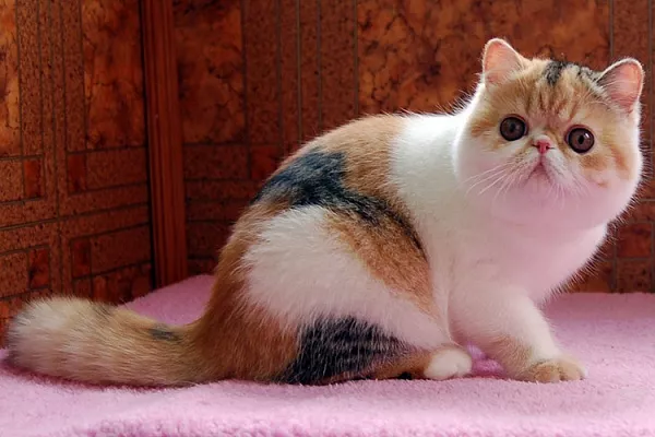 Экзот (экзотическая короткошерстная)