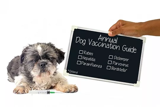 Вакцинация собак: правила, мифы и реальность