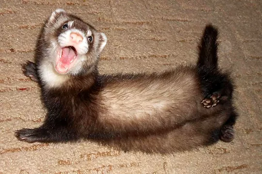 10 интересных фактов о хорьках