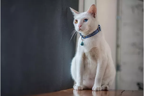 Анатолийская кошка