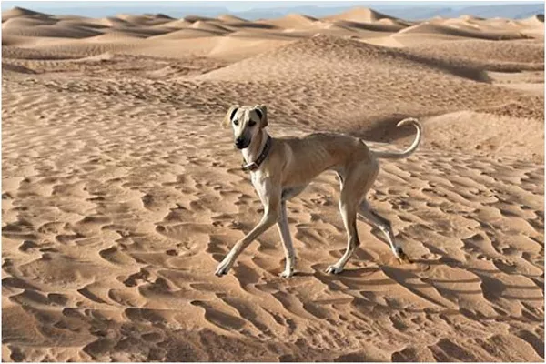 Арабская борзая (слюги)