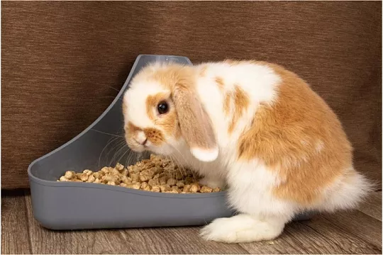 Как приучить кролика к лотку