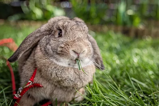 Можно ли выгуливать кролика? Можно ли выгуливать кролика?