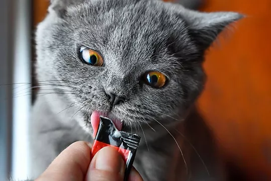 5 причин, почему котенку нужна паста