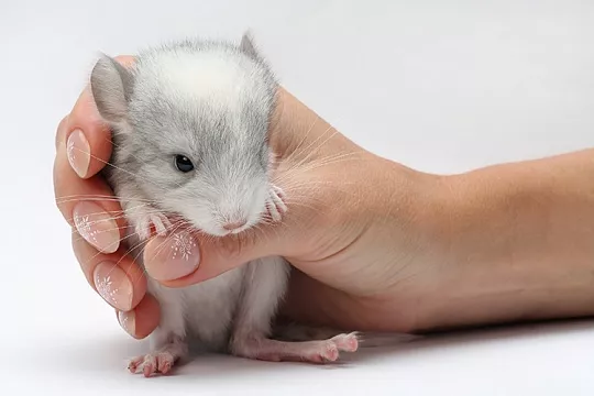 Какого грызуна завести? Какого грызуна завести?