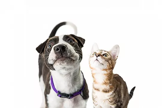 Нужны ли кошкам и собакам витамины