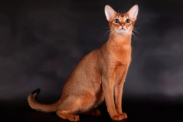 абиссинская кошка описание