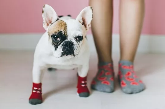 Что делать, если собака никого ко мне не подпускает?